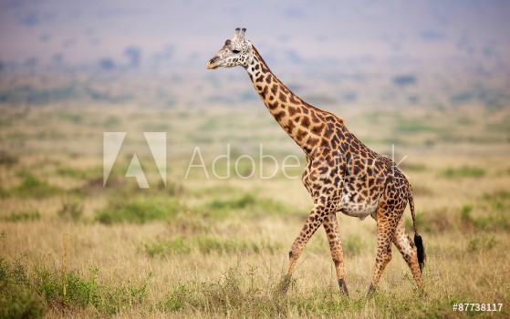 Picture of Giraffe walking in Kenya